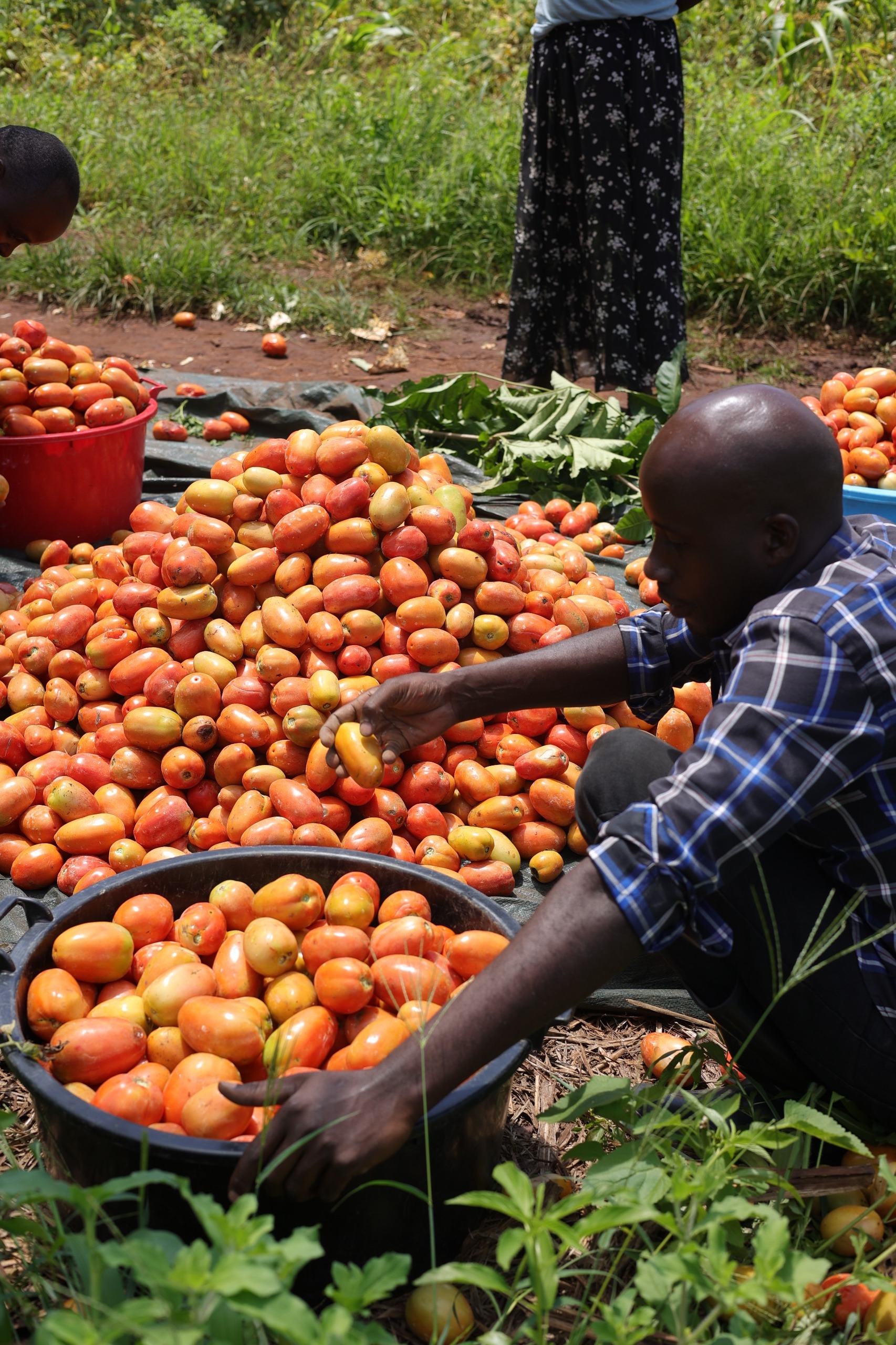 Exploring the Flavours of Ugandan Produce